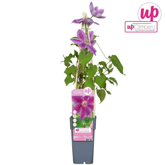 Clematite Dr Ruppel - ↨65Cm - Ø15 - Klatreblomstrende Udendørsplante