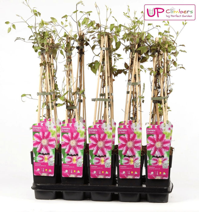Clematite Dr Ruppel - ↨65Cm - Ø15 - Klatreblomstrende Udendørsplante