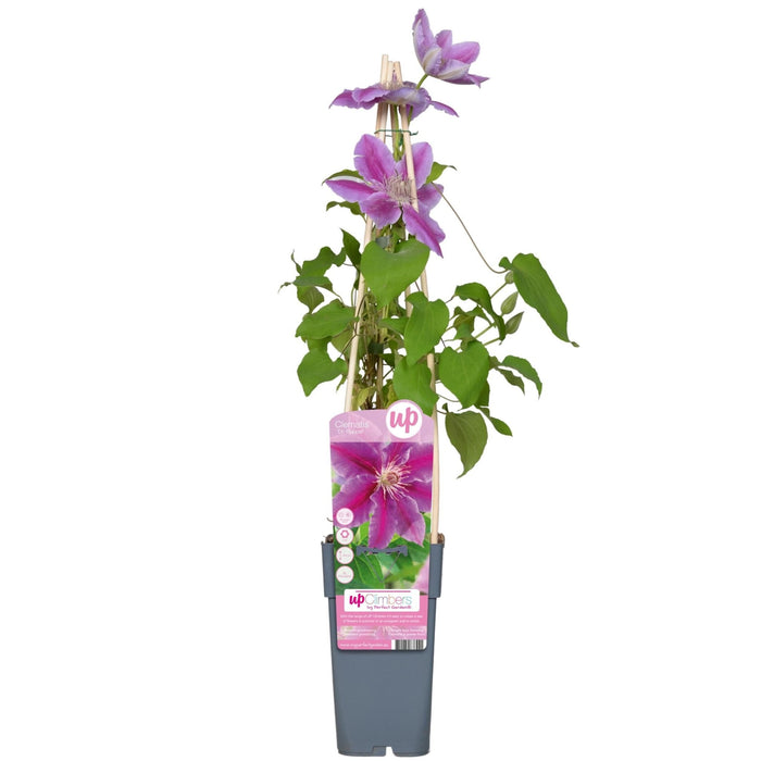 Clematite Dr Ruppel - ↨65Cm - Ø15 - Klatreblomstrende Udendørsplante