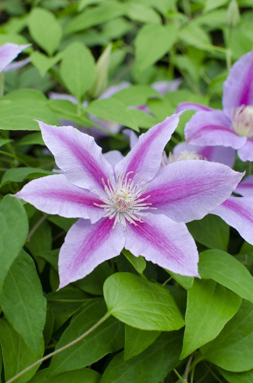 Clematite Dr Ruppel - ↨65Cm - Ø15 - Klatreblomstrende Udendørsplante