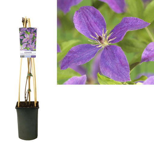 Clematis Lavendel Blomster D17Cm H75Cm