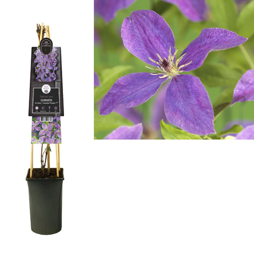 Clematis Lavendel Blomster D17Cm H75Cm