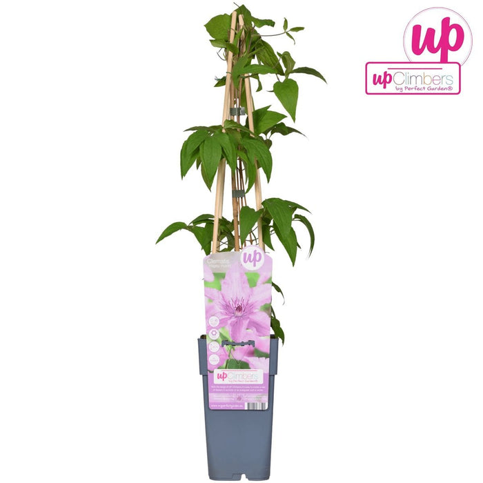 Clematite Hagley Hybrid - ↨65Cm - Ø15 - Klatreblomstrende Udendørsplante