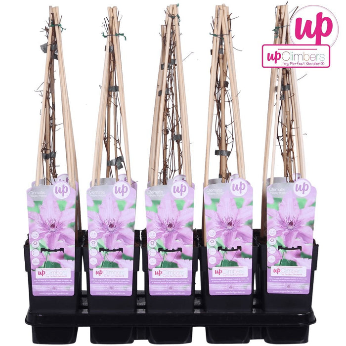 Clematite Hagley Hybrid - ↨65Cm - Ø15 - Klatreblomstrende Udendørsplante