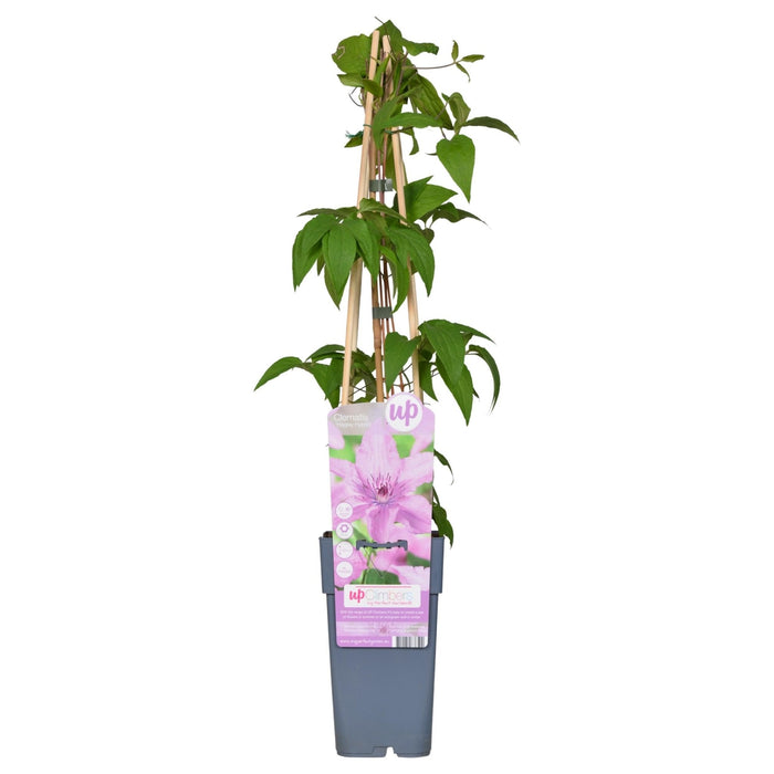 Clematite Hagley Hybrid - ↨65Cm - Ø15 - Klatreblomstrende Udendørsplante