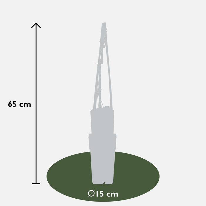 Clematite Hagley Hybrid - ↨65Cm - Ø15 - Klatreblomstrende Udendørsplante