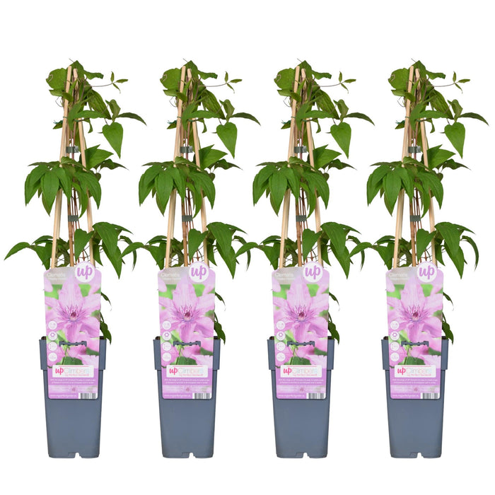 Clematis Hagley Hybrid - Sæt Med 4