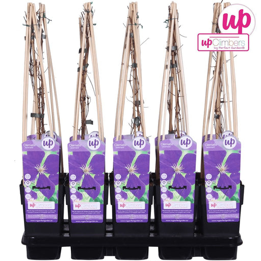 Clematite Jackmanii - ↨65Cm - Ø15 - Klatreblomstrende Udendørsplante