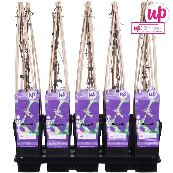 Clematite Jackmanii - ↨65Cm - Ø15 - Klatreblomstrende Udendørsplante