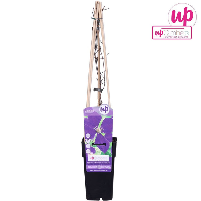 Clematite Jackmanii - ↨65Cm - Ø15 - Klatreblomstrende Udendørsplante