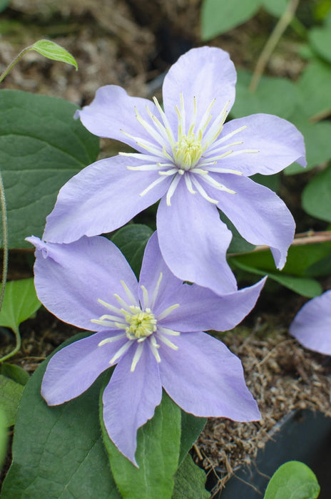 Clematis Justa