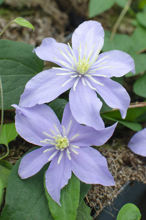 Clematis Justa