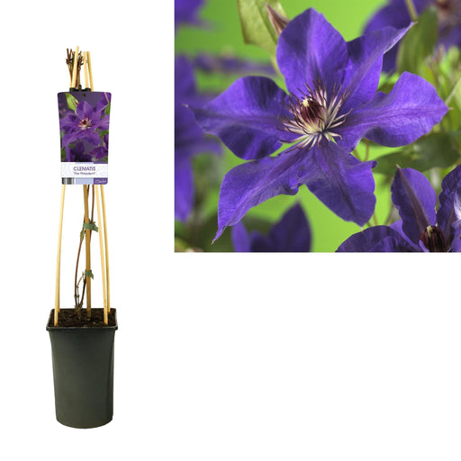 Clematite Præsidenten D17Cm H75Cm