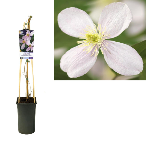 Clematis Montana Fjeder D17Cm H75Cm
