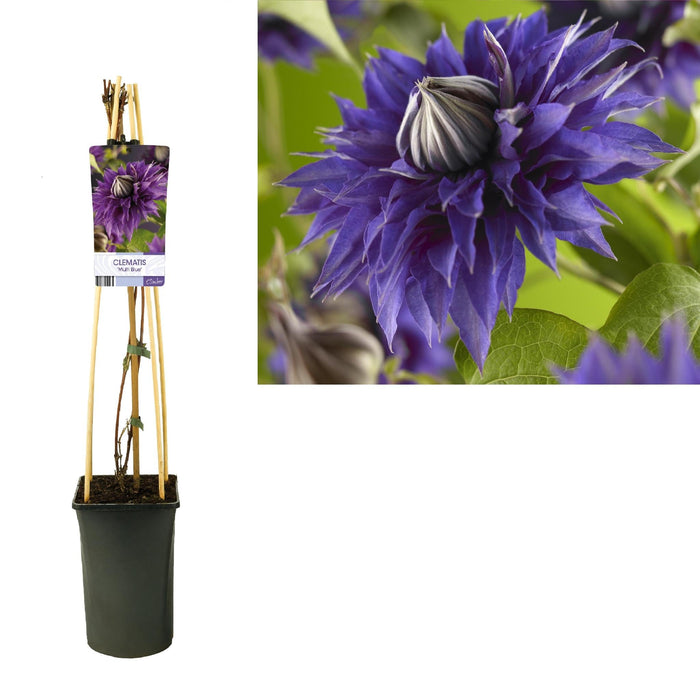 Clematite Multi Blå D17Cm H75Cm