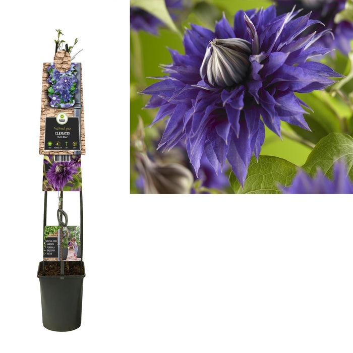 Clematite Multi Blå D23Cm H115Cm