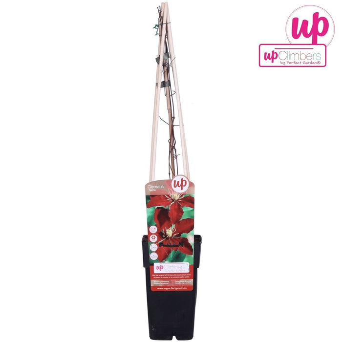 Clematite Niobe - ↨65Cm - Ø15 - Klatreblomstrende Udendørsplante