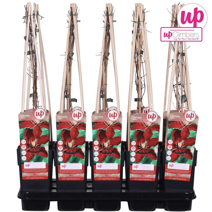 Clematite Niobe - ↨65Cm - Ø15 - Klatreblomstrende Udendørsplante