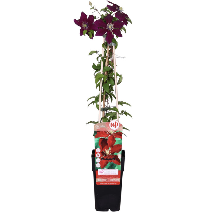 Clematite Niobe - ↨65Cm - Ø15 - Klatreblomstrende Udendørsplante