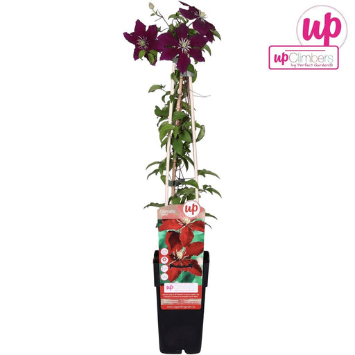 Clematite Niobe - ↨65Cm - Ø15 - Klatreblomstrende Udendørsplante