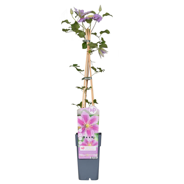 Clematite Peek - ↨65Cm - Ø15 - Klatreblomstrende Udendørsplante