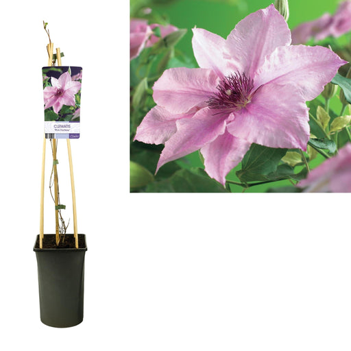 Clematite Pink Fancy D17Cm H75Cm