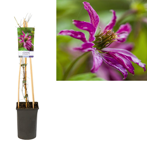 Clematis Rosalyn D17Cm H75Cm