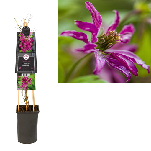 Clematis Rosalyn Violet D17Cm H75Cm