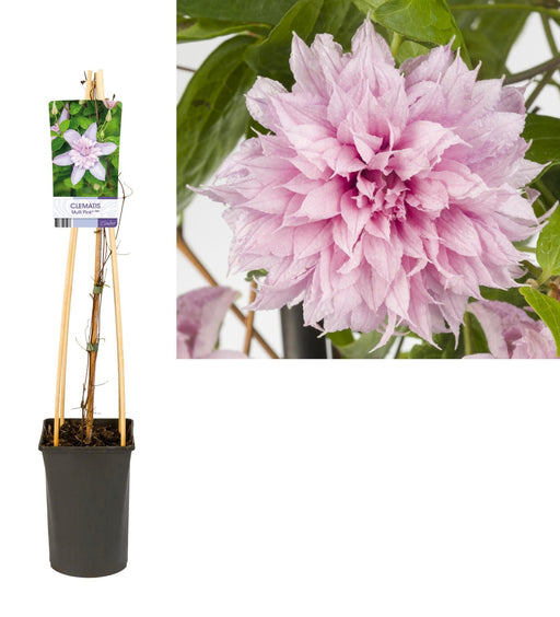 Pink Clematis D17Cm H75Cm