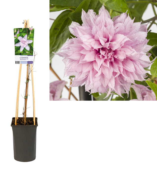 Pink Clematis D17Cm H75Cm