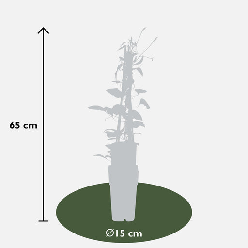 Clematite Red Cardinal - ↨65Cm - Ø15 - Klatreblomstrende Udendørsplante