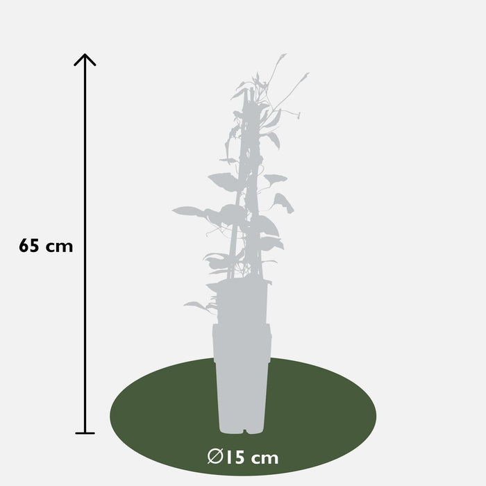 Clematite Red Cardinal - ↨65Cm - Ø15 - Klatreblomstrende Udendørsplante