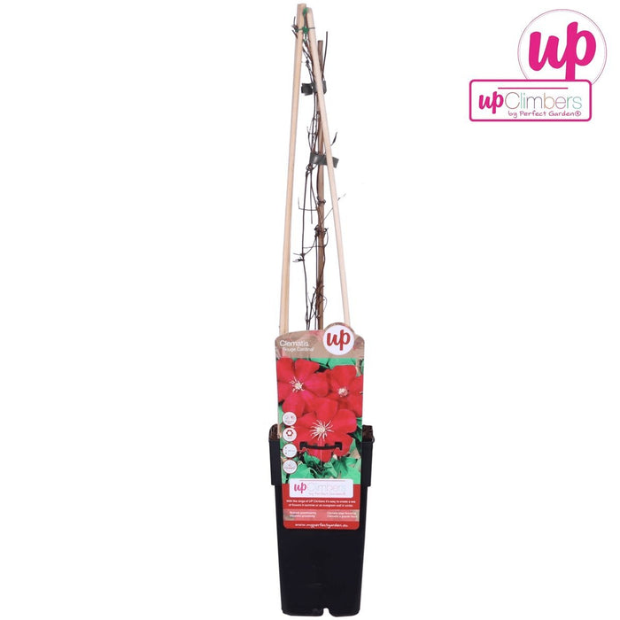 Clematite Red Cardinal - ↨65Cm - Ø15 - Klatreblomstrende Udendørsplante