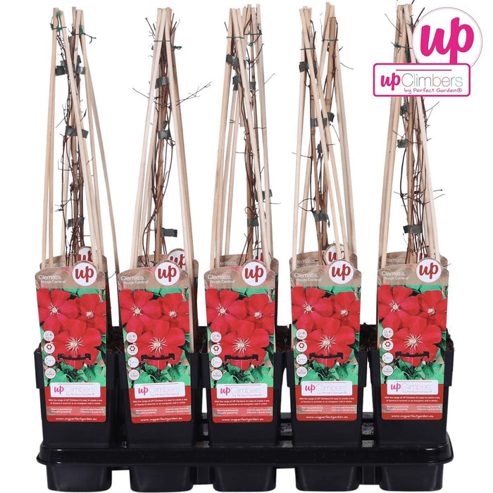 Clematite Red Cardinal - ↨65Cm - Ø15 - Klatreblomstrende Udendørsplante