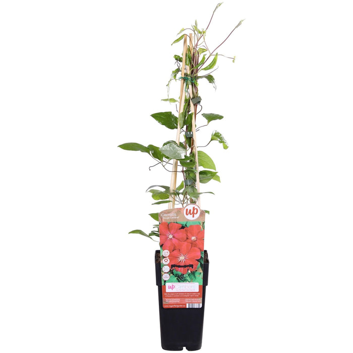 Clematite Red Cardinal - ↨65Cm - Ø15 - Klatreblomstrende Udendørsplante