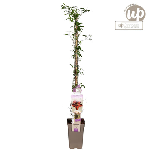 Rød Clematis Vitiwester - Blomstrende Klatre Udendørs Plante