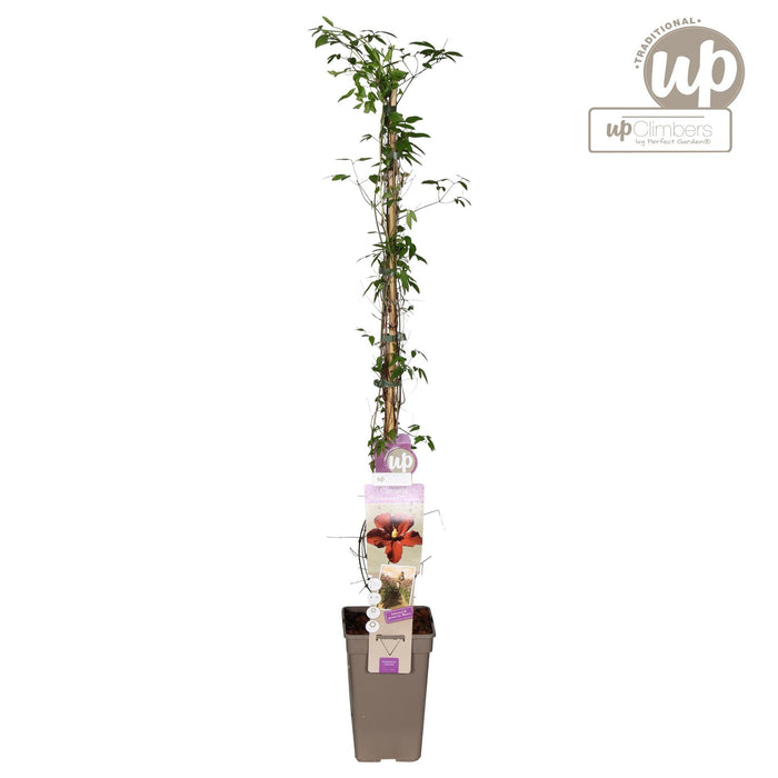 Rød Clematis Vitiwester - Blomstrende Klatre Udendørs Plante