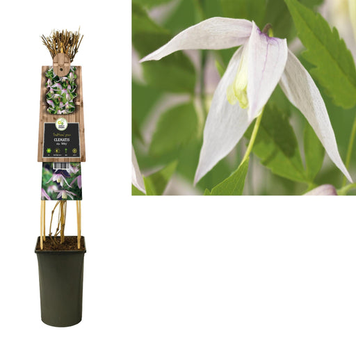 Clematis Willy Hvid D17Cm H75Cm