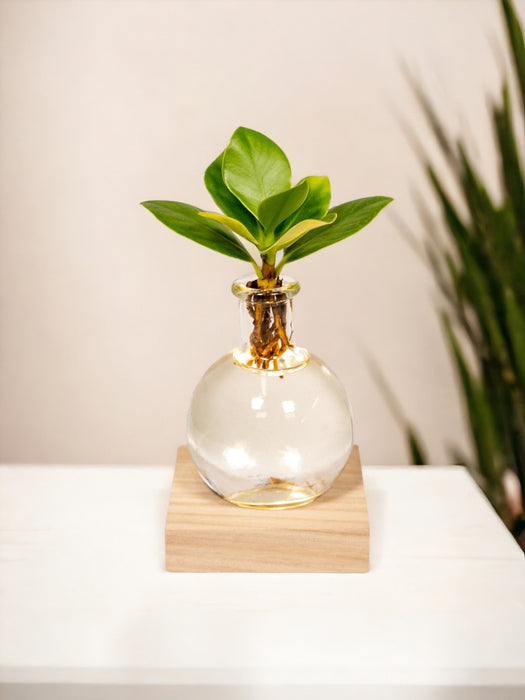 Samoa Glas Clusia Med Led Belysning - 10 Cm - Ø4