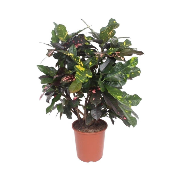 Codiaeum Storslået