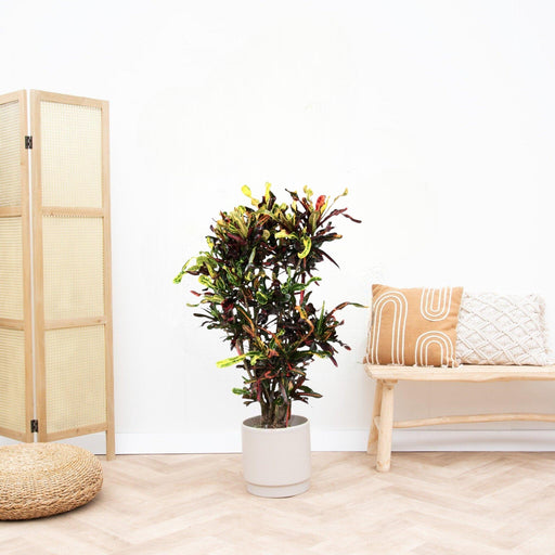 Codiaeum Croton Farverig