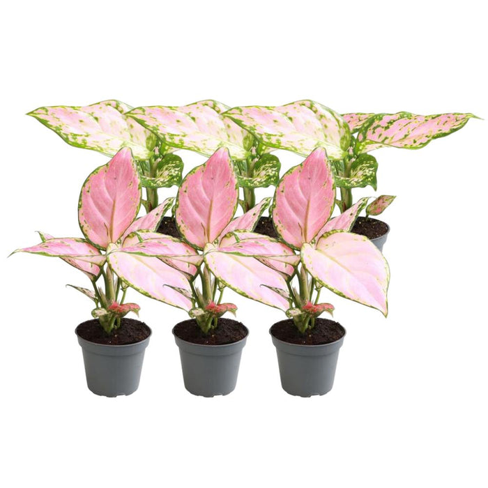 Aglaonema Æske - Sæt Med 6 Planter