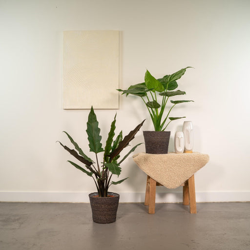 Alocasia Cucullata Æske - Sæt Med 2 Planter