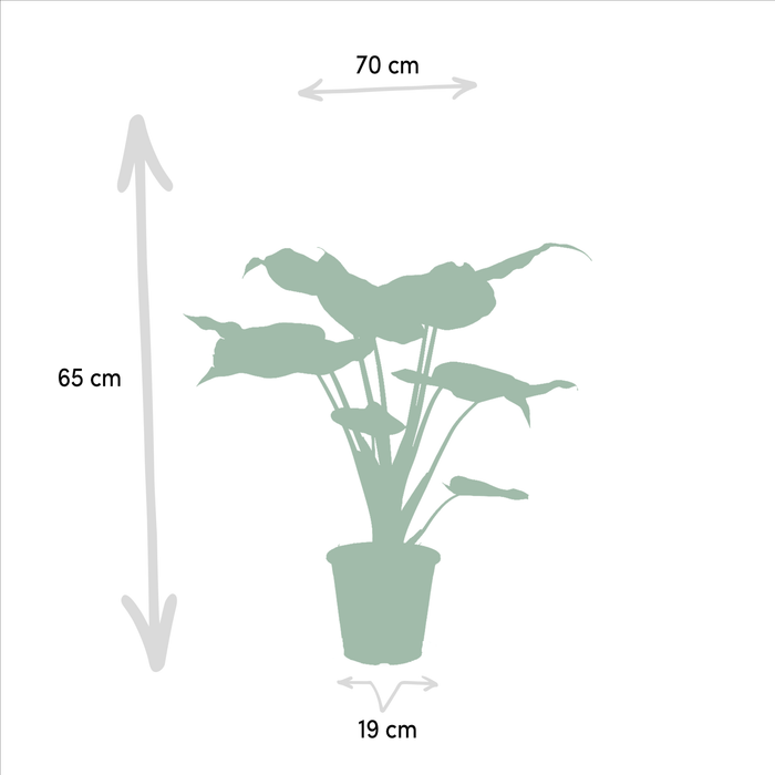 Alocasia Cucullata Æske - Sæt Med 2 Planter