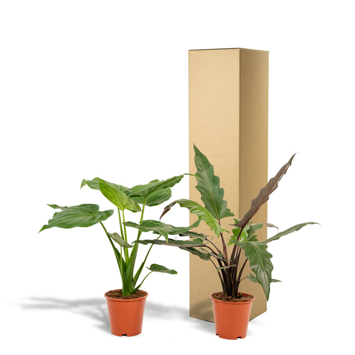 Alocasia Cucullata Æske - Sæt Med 2 Planter