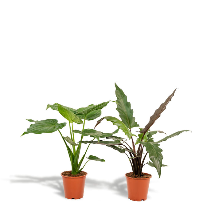 Alocasia Cucullata Æske - Sæt Med 2 Planter