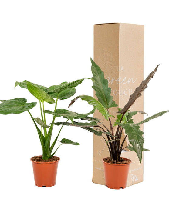 Alocasia Cucullata Æske - Sæt Med 2 Planter