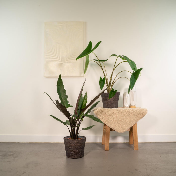 Alocasia Æske - Sæt Med 2 Planter