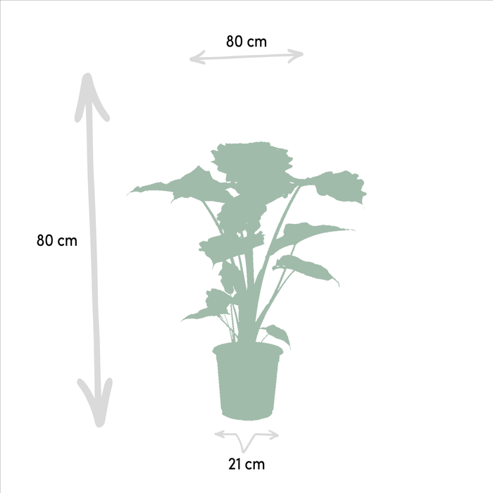 Alocasia Wenii Æske, Alocasia Portodora - Sæt Med 2 Planter