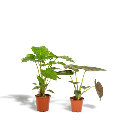 Alocasia Wenii Æske, Alocasia Portodora - Sæt Med 2 Planter